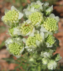 Old Plainsman, Hymenopappus scabiosaeus (9)