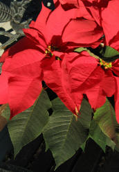 Poinsettia, Euphorbia pulcherrima