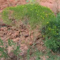 Prairie Broomweed, Amphiachyris dracunculoides (2)