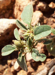 Prairie Tea, Croton monanthogynus, A (2)