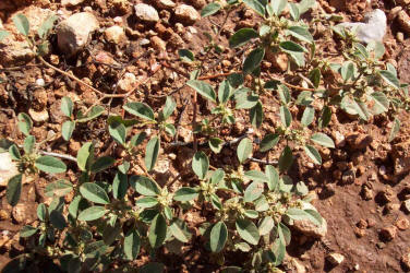 Prairie Tea, Croton monanthogynus, A