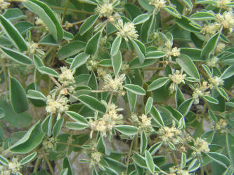 Prairie Tea, Croton monanthogynus, B