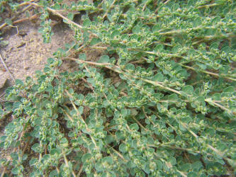 Prostrate Sandmat, Chamaesyce prostrata