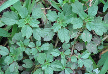 Purple Amaranth, Amaranthus blitum, HA (1)