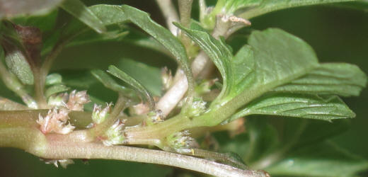 Purple Amaranth, Amaranthus blitum, HA (7)