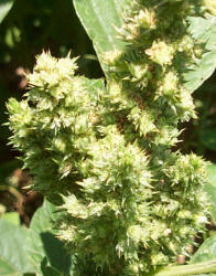 Redroot Pigweed, Amaranthus retroflexus (2)