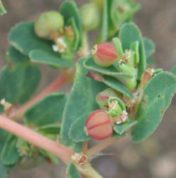 Ribseed Sandmat, Chamaesyce glyptosperma (2)