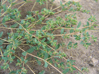 Ribseed Sandmat, Chamaesyce glyptosperma