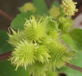 Cocklebur, Xanthium strumarium (2)