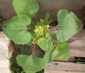 Cocklebur, Xanthium strumarium