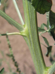 Amaranth, Amaranthus tuberculatus (3)