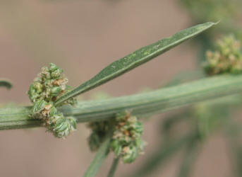 Roughfruit Amaranth, Amaranthus tuberculatus (4)