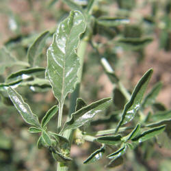 Roughfruit Amaranth, Amaranthus tuberculatus (5)