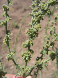 Roughfruit Amaranth, Amaranthus tuberculatus (6)