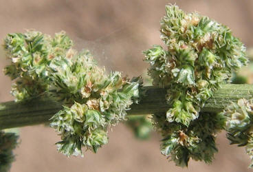 Roughfruit Amaranth, Amaranthus tuberculatus (8)