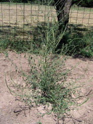 Roughfruit Amaranth, Amaranthus tuberculatus