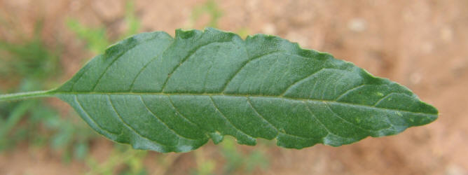 Sandhill Amaranth, Amaranthus arenicola (1)