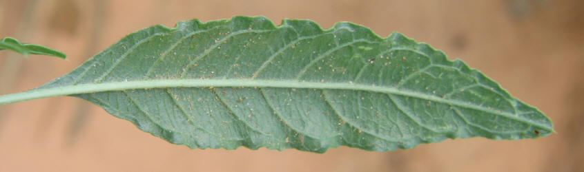 Sandhill Amaranth, Amaranthus arenicola (2)