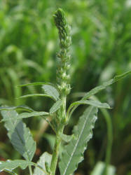 Sandhill Amaranth, Amaranthus arenicola