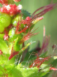 Shrubby Copperleaf, Acalypha phleoides (2)