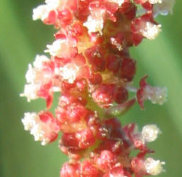 Shrubby Copperleaf, Acalypha phleoides (3)