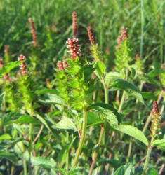 Shrubby Copperleaf, Acalypha phleoides