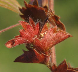 Slender Copperleaf, Acalypha gracilens, VZ (5)