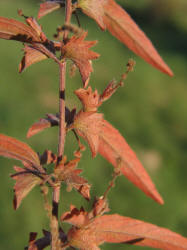 Slender Copperleaf, Acalypha gracilens, VZ (6)