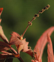 Slender Copperleaf, Acalypha gracilens, VZ (8)