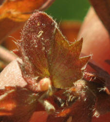 Slender Copperleaf, Acalypha gracilens, VZ (9)