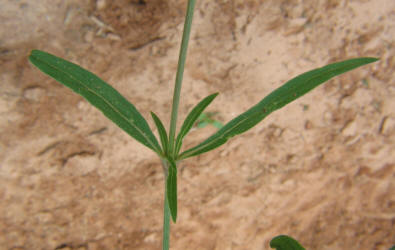 Slender Snakecotton, Froelichia gracilis (10)