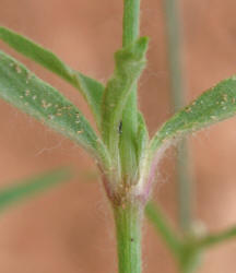 Slender Snakecotton, Froelichia gracilis (11)