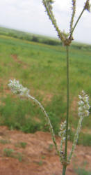 Slender Snakecotton, Froelichia gracilis (12)