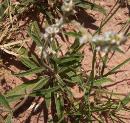 Slender Snakecotton, Froelichia gracilis (3)