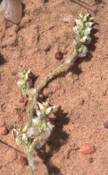 Slender Snakecotton, Froelichia gracilis (4)