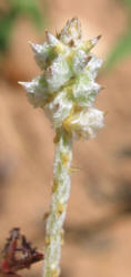 Slender Snakecotton, Froelichia gracilis (5)