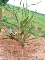 Slender Snakecotton, Froelichia gracilis (6)