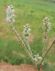 Slender Snakecotton, Froelichia gracilis (7)