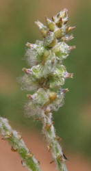 Slender Snakecotton, Froelichia gracilis (8)