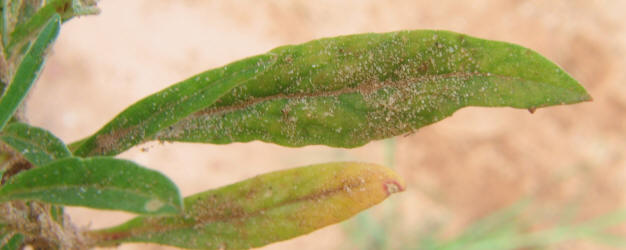 Slender Snakecotton, Froelichia gracilis (9)