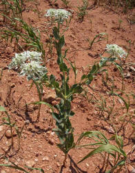 Snow-on-the-Mountain, Euphorbiaceae marginata (3)