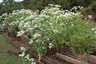 Snow-on-the-Mountain, Euphorbiaceae marginata (9)