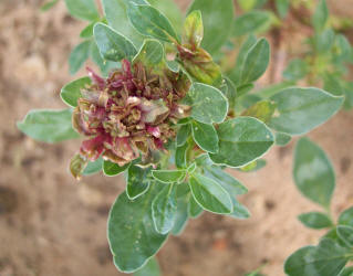 Spreading Pigweed, Amaranthus blitoides, A (1)