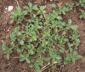 Spreading Pigweed, Amaranthus blitoides, A