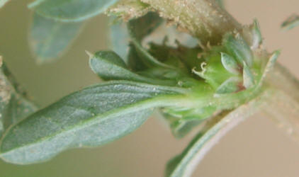 Spreading Pigweed, Amaranthus blitoides, B (2)