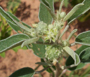 Texas Croton, Croton texensis (1)