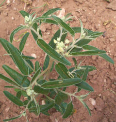 Texas Croton, Croton texensis