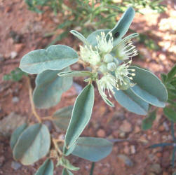 Three-seed Croton, Croton lindheimerianus