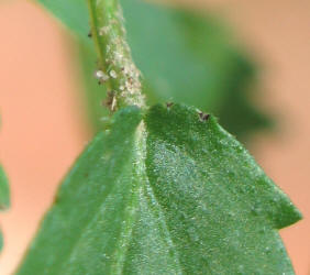 Tropic Croton, Croton glandulosus var septentrionalis, C (2)