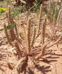 Virginia Plantain, Plantago virginica (3)